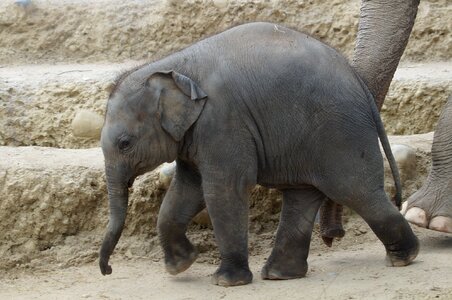 Baby elephant elephant's child zoo