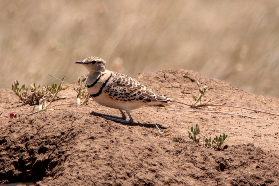 (Charadriiformes: Glareolidae) Smutsornis africanus, Tvåbandad ökenlöpare / Double-banded courser