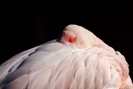 Bird feather flamingo
