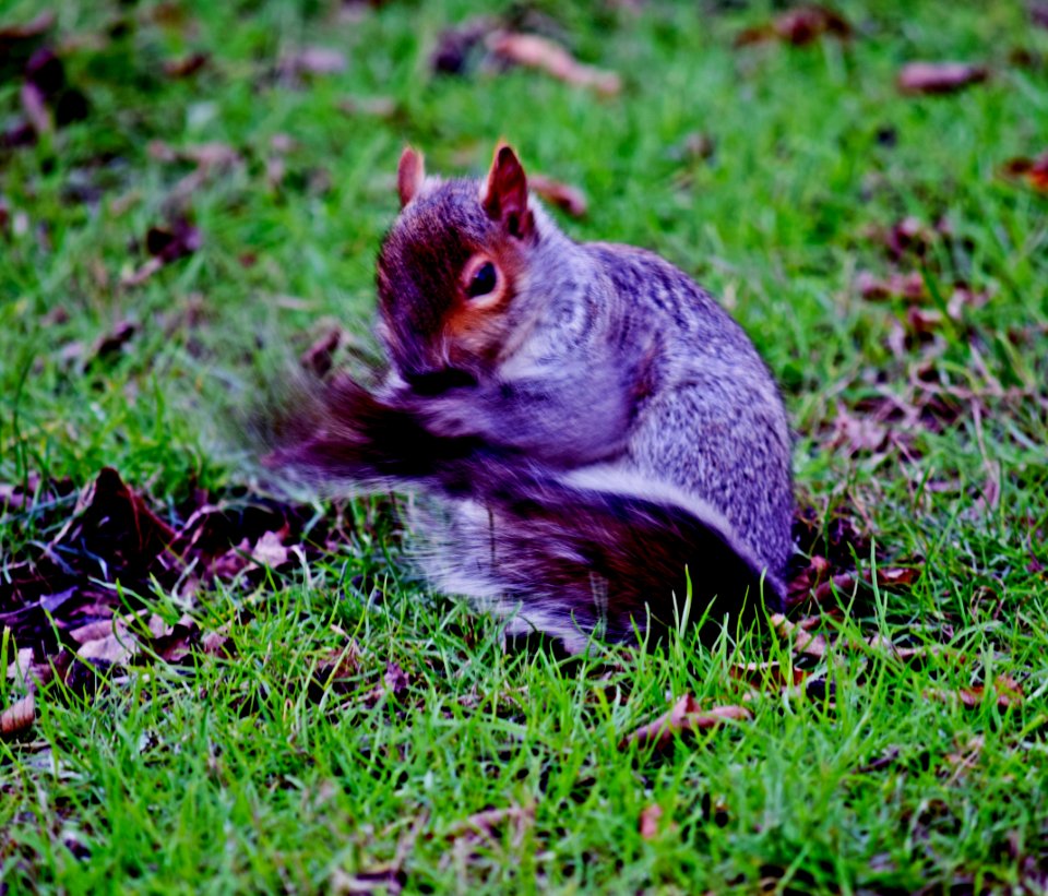 Squirrel washing and brushing her tail