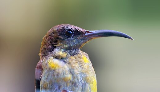Nature beautiful long beak