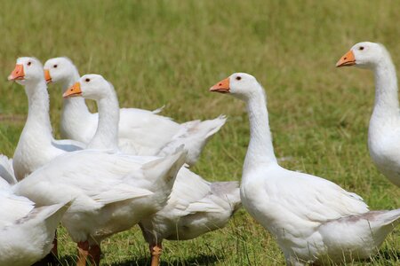 Goose pet animal photo