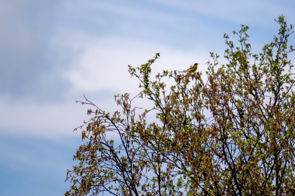 (Passeriformes: Motacillidae) Motacilla flava, Gulärla / Yellow wagtail