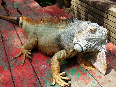 Iguana reptile tropical