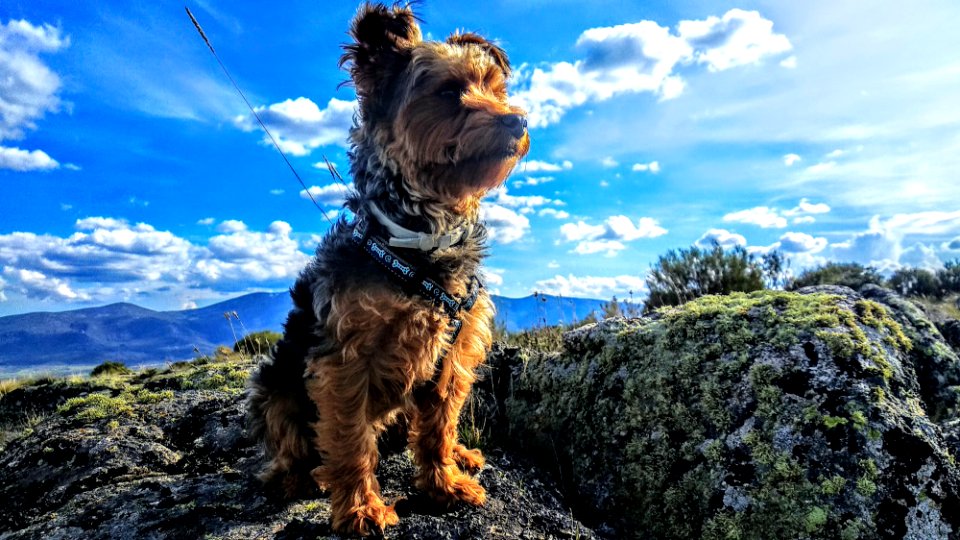 Rambo!