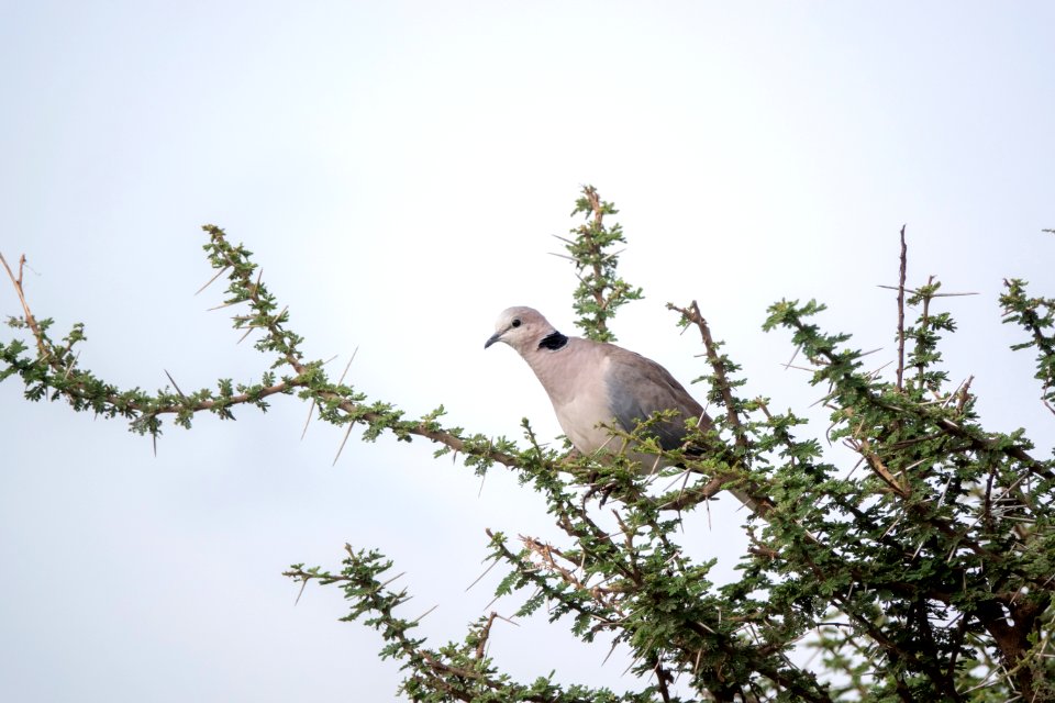 (Columbiformes: Columbidae) Streptopelia capicola, Kapturkduva / Ring-necked dove