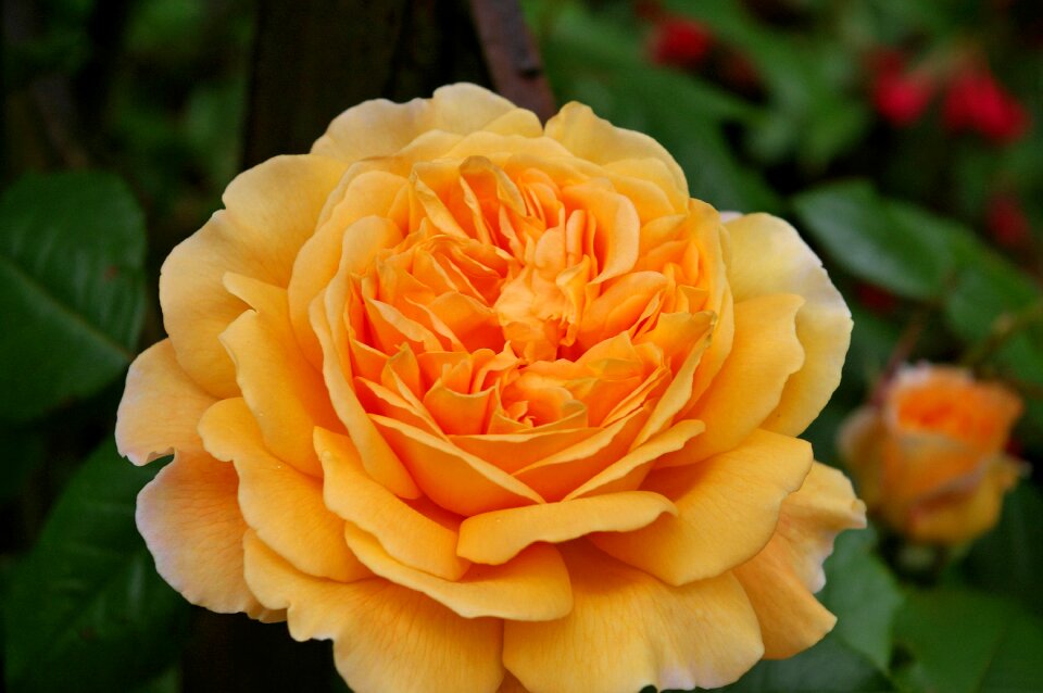 Garden petals plant