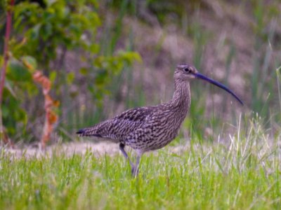 (Charadriiformes: Scolopacidae) Numenius arquata, Storspov / Curlew