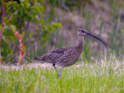 (Charadriiformes: Scolopacidae) Numenius arquata, Storspov / Curlew photo