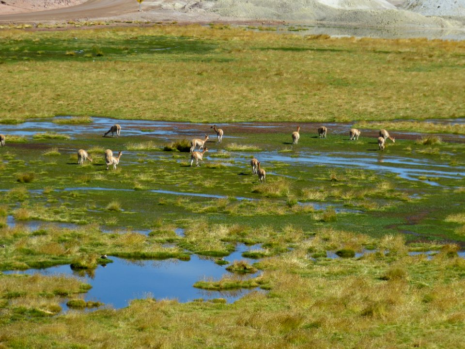 Wetland, San Pedro-de-Atacama, Chile