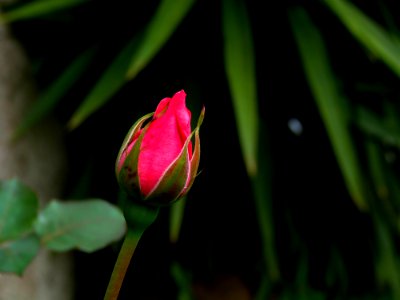 A Rose // Uma Rosa