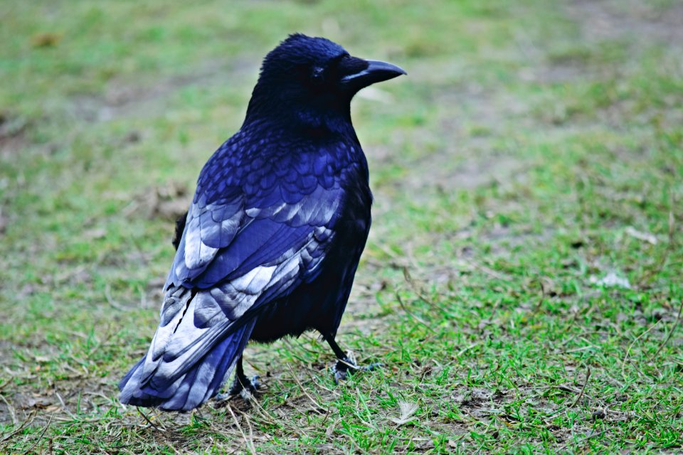 Carrion Crow with leucism