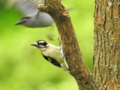 (Piciformes: Picidae) Picoides pubescens, Dunspett / Downy woodpecker photo