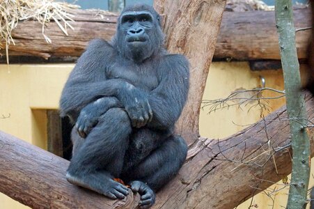 Ape watch mammal