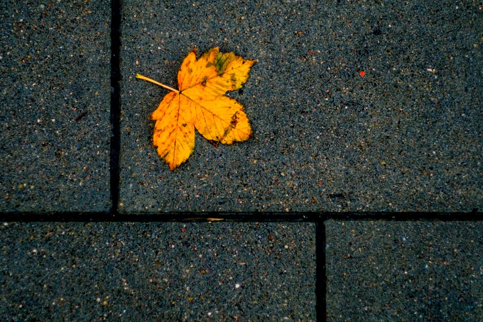 Fall is falling.