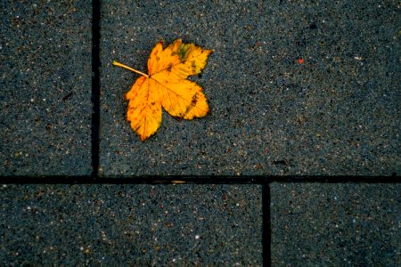 Fall is falling.