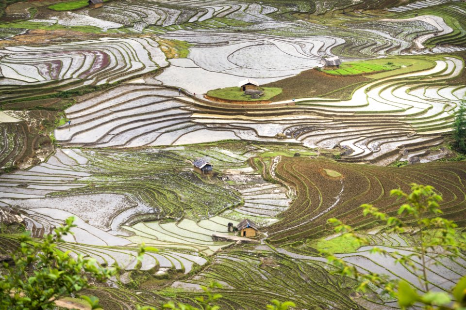 Terraced paddy fields, Vietnam