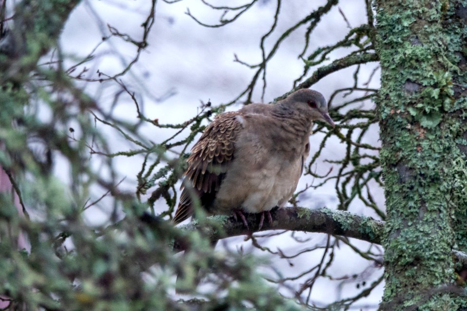 (Columbiformes: Columbidae)Streptopelia orientalis, Större turturduva / Oriental turtle dove
