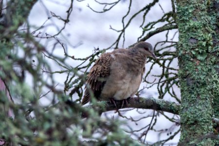 (Columbiformes: Columbidae)Streptopelia orientalis, Större turturduva / Oriental turtle dove