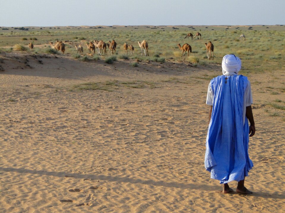 Camels arab mauritania