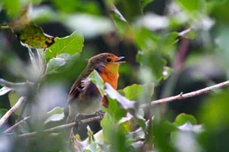 Autumn Robin photo