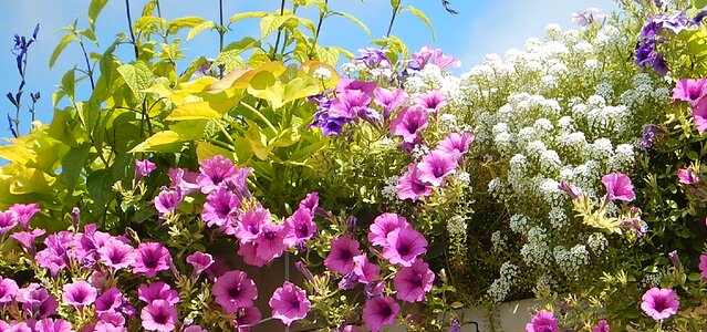 Balcony florals garden outdoors