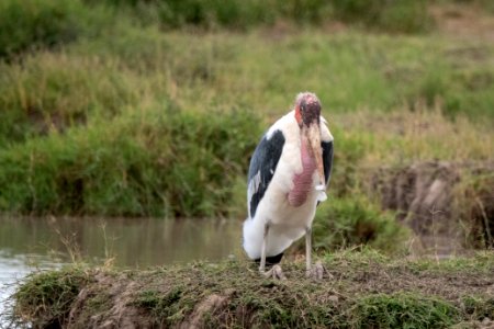 (Ciconiiformes: Ciconiidae) Leptoptilos crumenifer, Maraboustork / Marabou stork