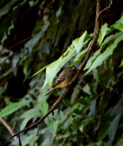 Ochre-bellied Flycatcher