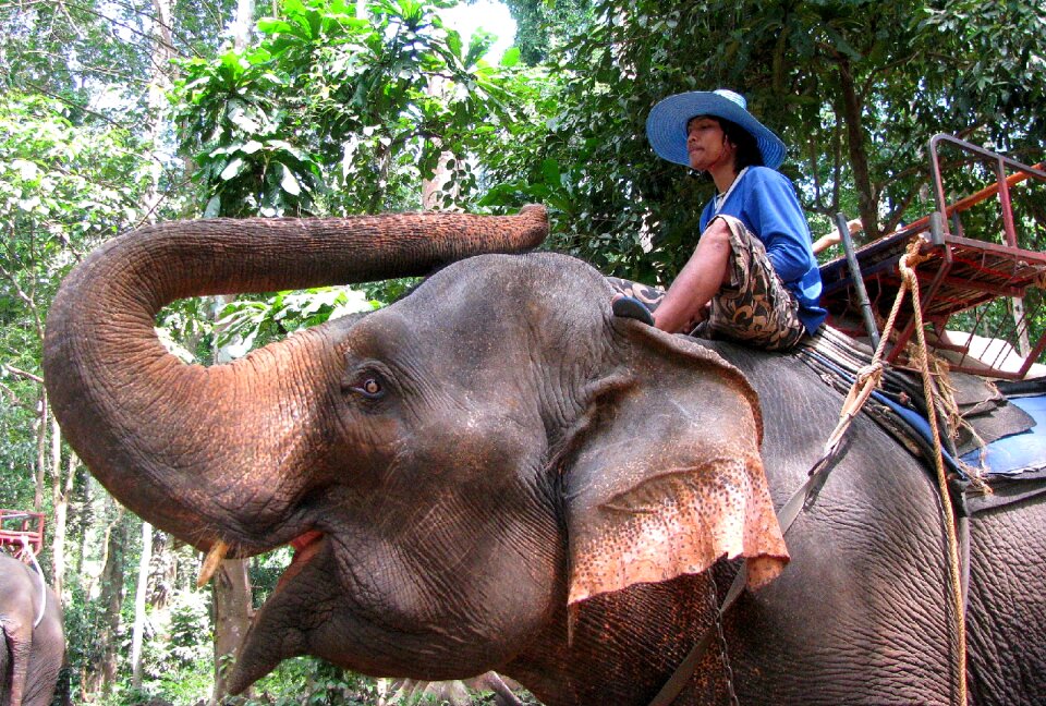 Elephant mahout jungle
