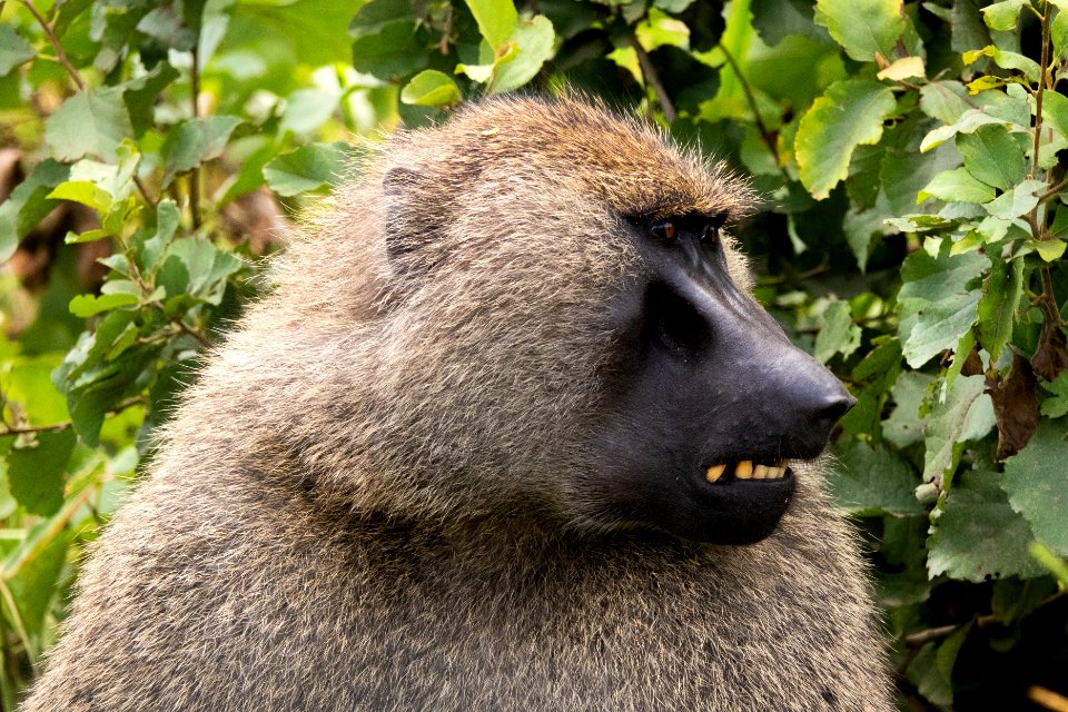 (Primates: Cercopithecidae) Papio anubis, Anubisbabian / Olive baboon
