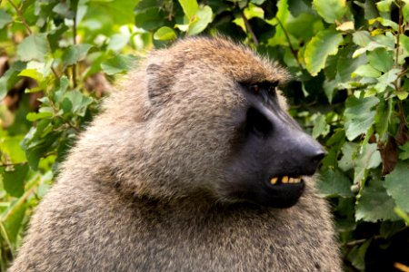(Primates: Cercopithecidae) Papio anubis, Anubisbabian / Olive baboon