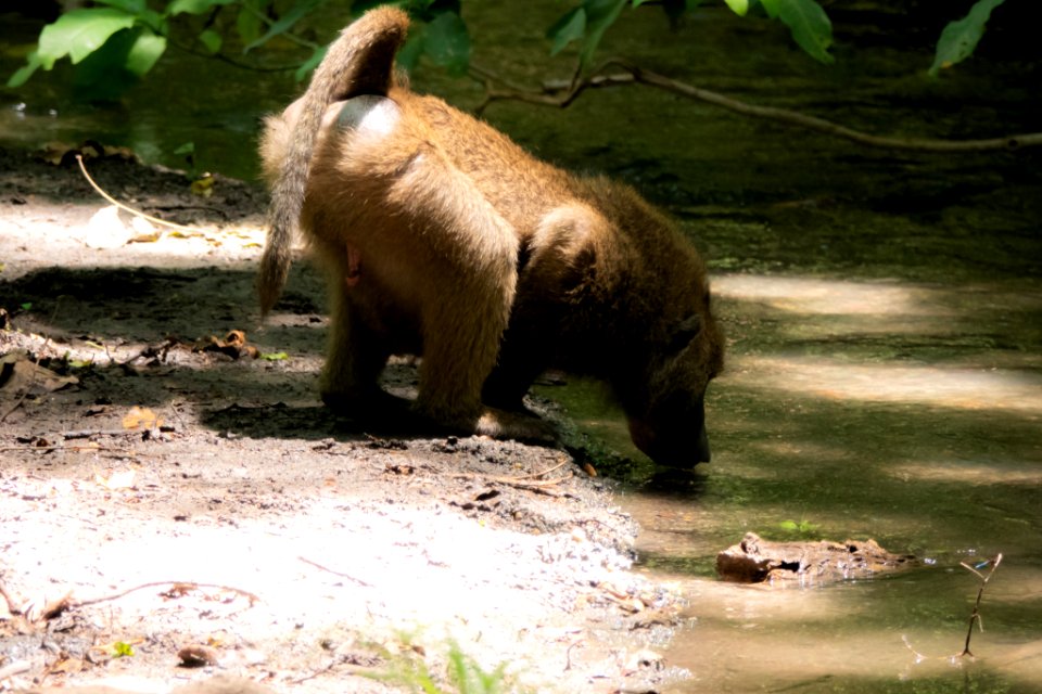 (Primates: Cercopithecidae) Papio anubis, Anubisbabian / Olive baboon