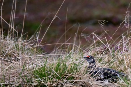 (Galliformes: Phasianidae) Lagopus muta, Fjällripa / Rock ptarmigan