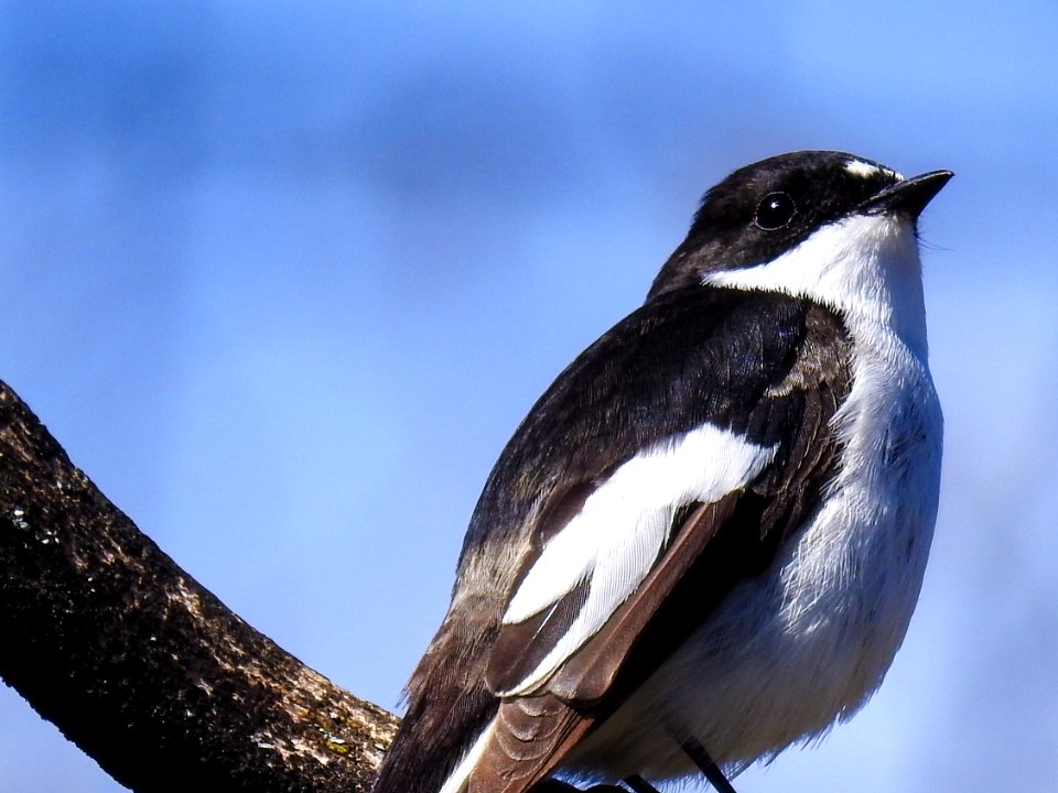(Passeriformes: Muscicapidae) Ficedula hypoleuca ♂, Svartvit flugsnappare / Pied flycatcher
