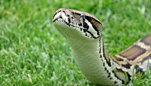 Scale reptile pyton