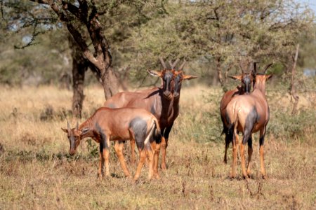 (Artiodactyla: Bovidae) Damaliscus lunatus, Topi
