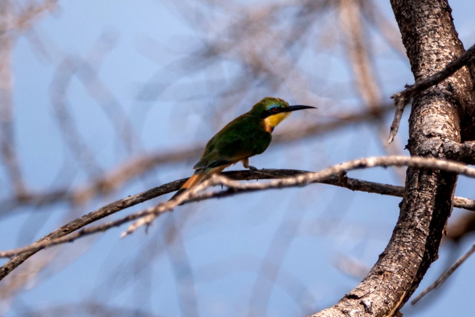 (Coraciiformes: Meropidae) Merops pusillus, Dvärgbiätare / Little bee-eater
