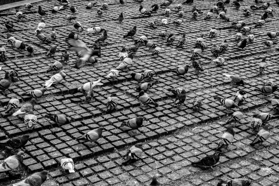Palomas en Plaza Catalunya