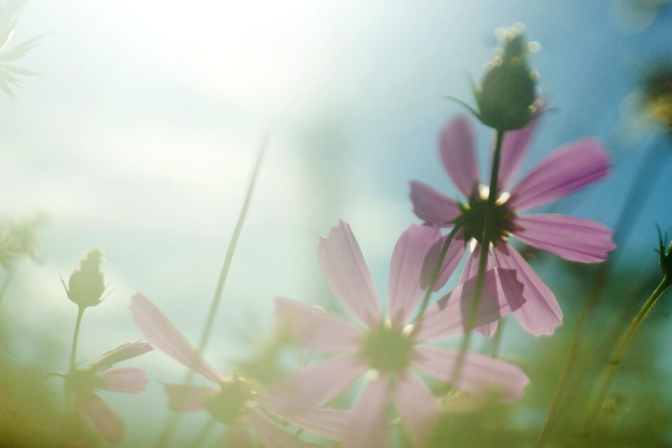 Flower background desktop