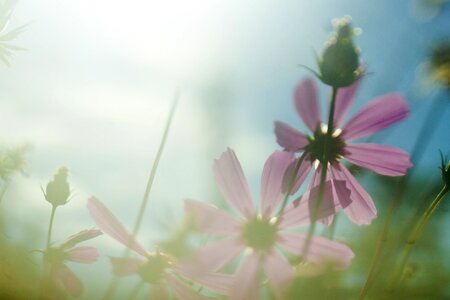 Flower background desktop