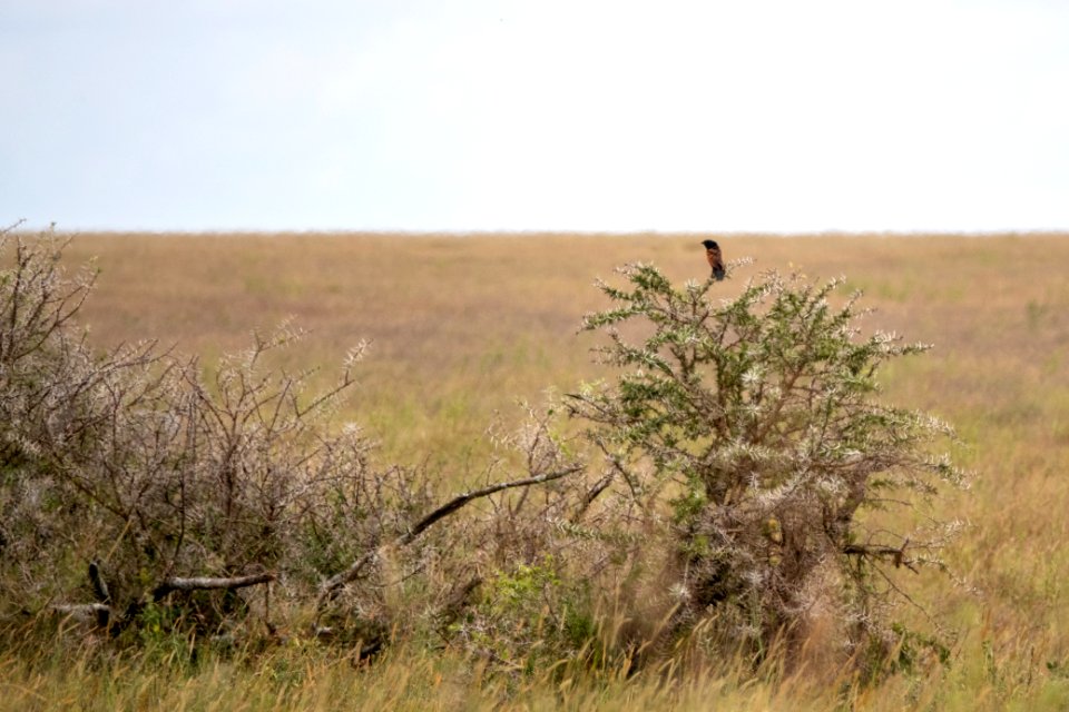 (Cuculiformes: Cuculidae) Centropus grillii, Afrikansk sporrgök / Black coucal