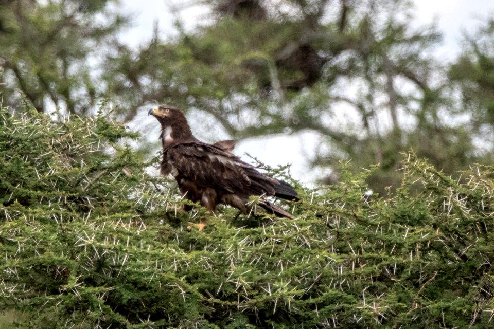 (Accipitriformes: Accipitridae) Aquila rapax, Savannörn / Tawny eagle