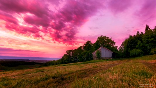 The Pink photo