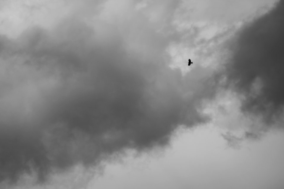 (Accipitriformes: Accipitridae) Pernis apivorus, Bivråk / Honey buzzard
