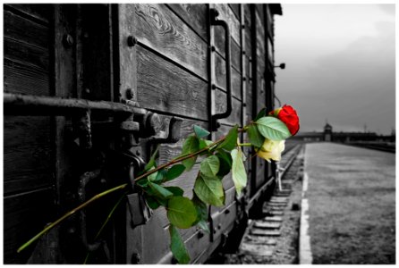 2016-11 Auschwitz- 26-20161111