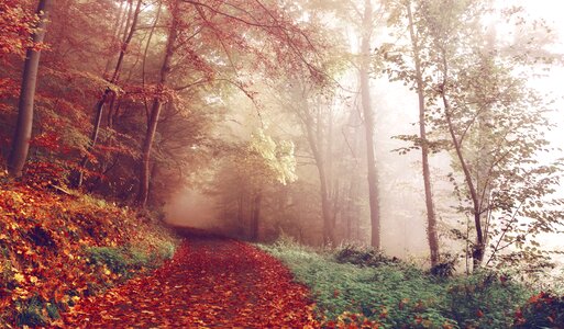 Footpath forest trees
