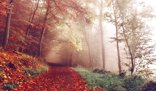 Footpath forest trees photo