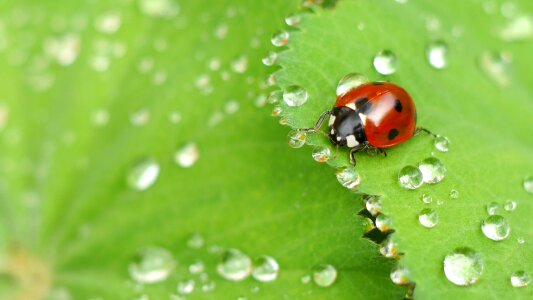 Insect nature lady bug photo