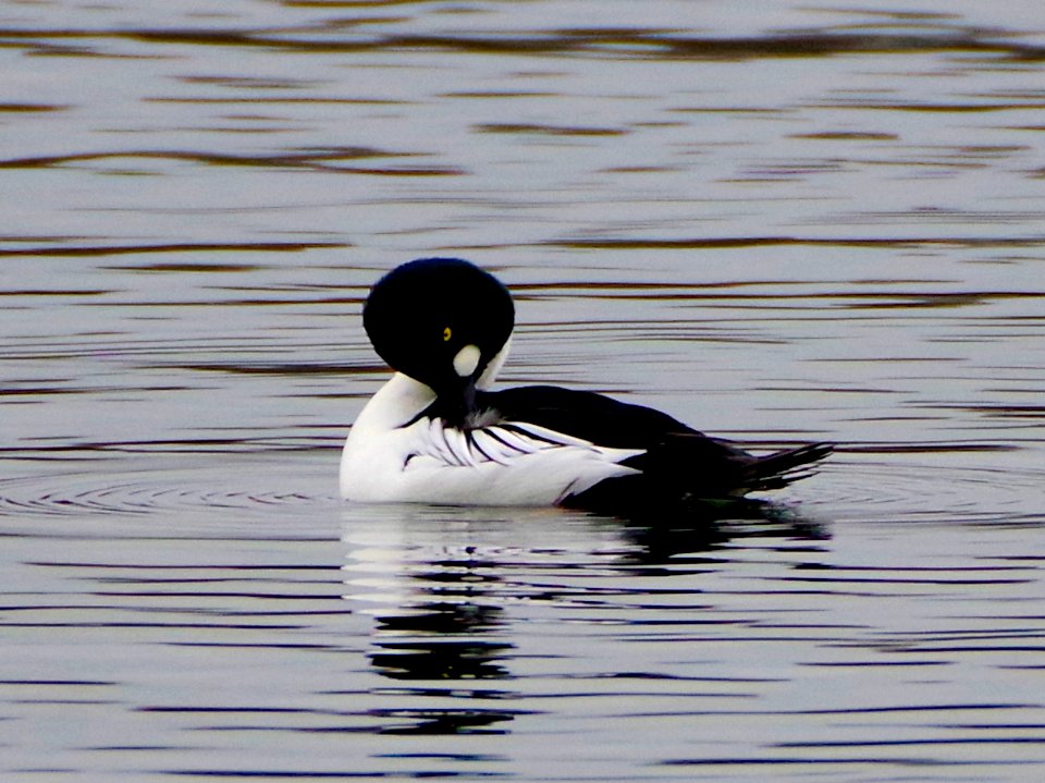 Schellenente / Common Goldeneye
