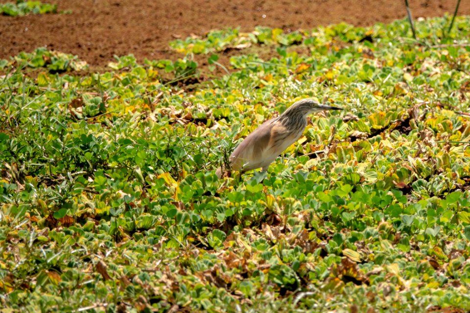 (Pelecaniformes: Ardeidae) Ardeola ralloides, Rallhäger / Squacco heron